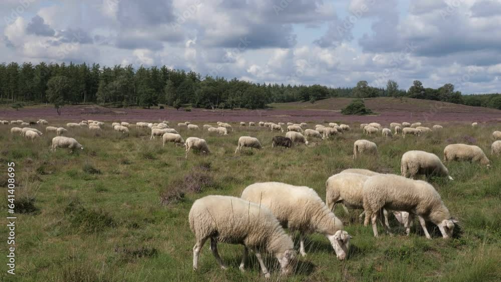 Herd of sheep grazing at blooming heathland at national park Posbank and Loenermark in the Netherlands Herd of sheep grazing at blooming heathland at national park Posbank and Loenermark in the Netherlands