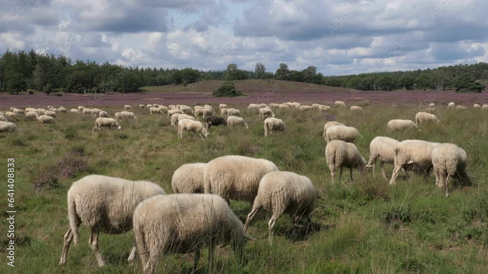 Herd of sheep grazing at blooming heathland at national park Posbank and Loenermark in the Netherlands Herd of sheep grazing at blooming heathland at national park Posbank and Loenermark in the Netherlands