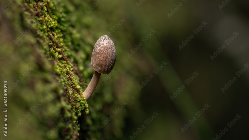 Small yellow and gray mushrooms poisonous Small yellow and gray mushrooms poisonous