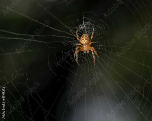 Spider web with spider in different positions
