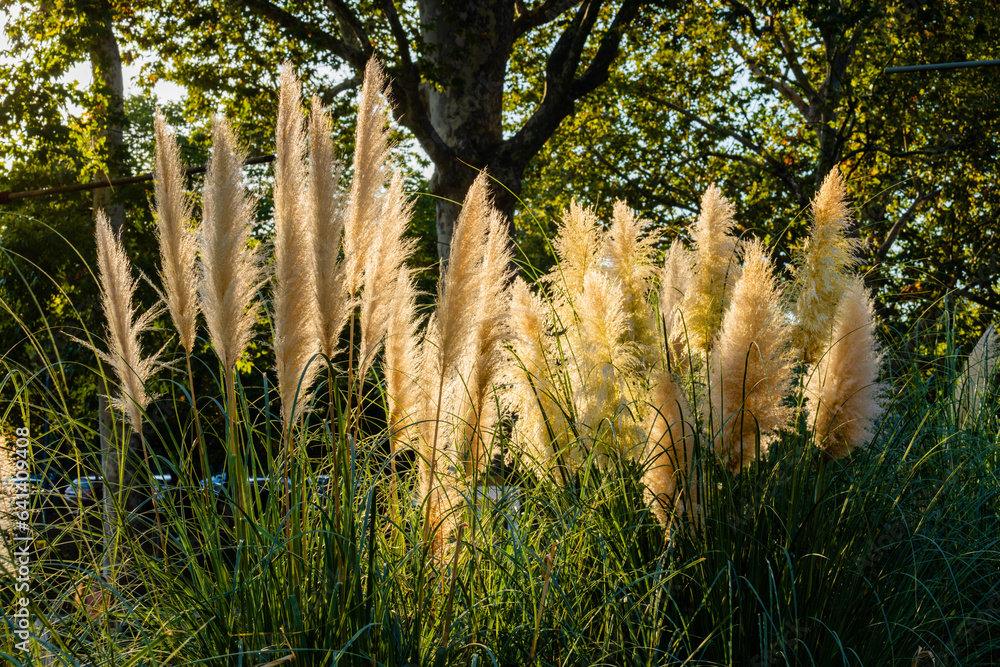 Pampas grass outdoor in light pastel colors, reed layer, reed seeds, plant wedding decor - obrazy, fototapety, plakaty 