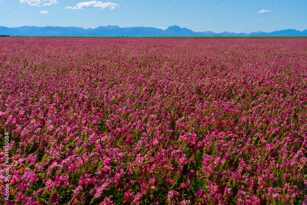 Pink color Sainfoin field with Mountain Range in the background in Montana, USA. Sainfoin (Onobrychis viciifolia Scop.) is a perennial cool-season legume used for forage production.