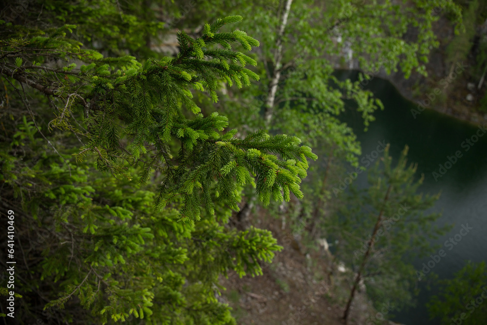 Beautiful branches with young sprout of spruce. Beautiful branches with young sprout of spruce.
