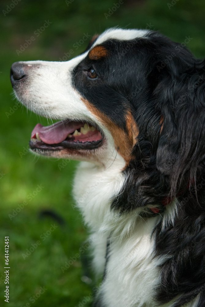 Close-up portrait headshot of Bernese Mountain Dog with green grass background Close-up portrait headshot of Bernese Mountain Dog with green grass background