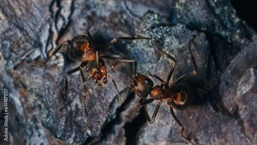 Close-ups of fly dragonflies spider ant beetles © Gatis