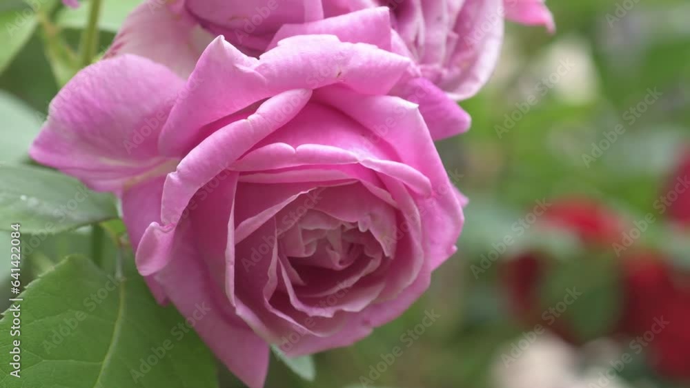 beautiful cold pink rose bud blossom in garden at morning. macro beautiful cold pink rose bud blossom in garden at morning. macro