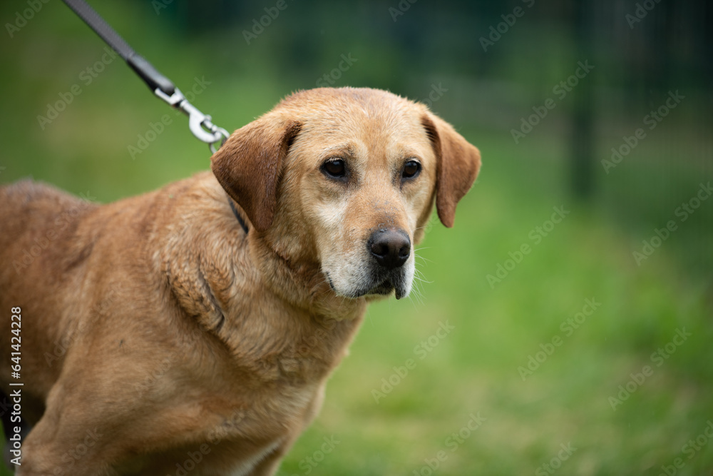 Rescued dog from dogs shelter in Serbia during his daily walk.