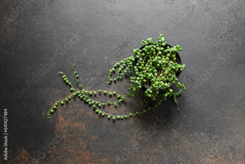 Senecio Rowleyanus or String of Pearls Plant photo