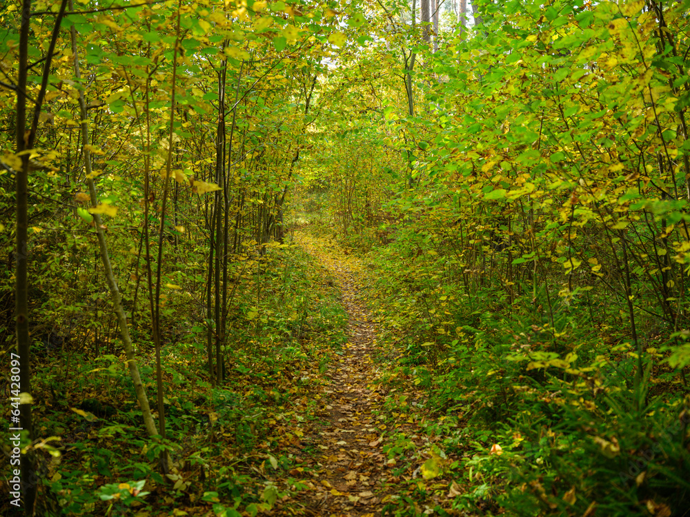 Fototapeta premium golden yellow autumn forest scene