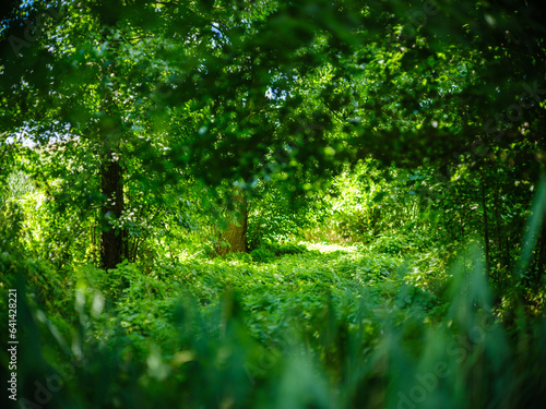green summer foliage textured background