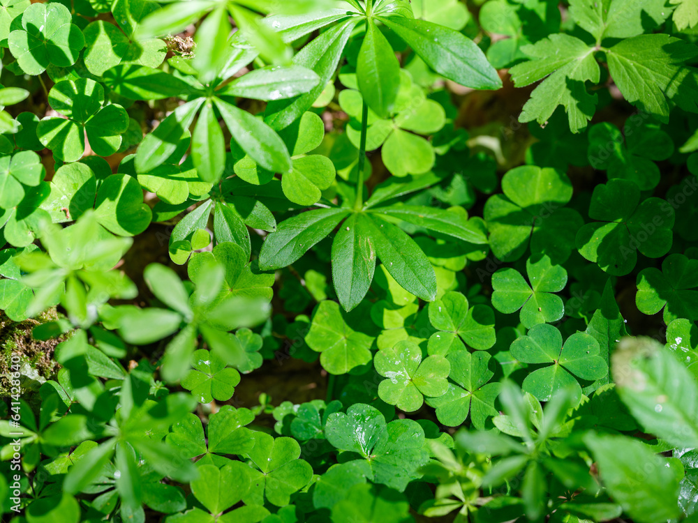 green summer foliage textured background