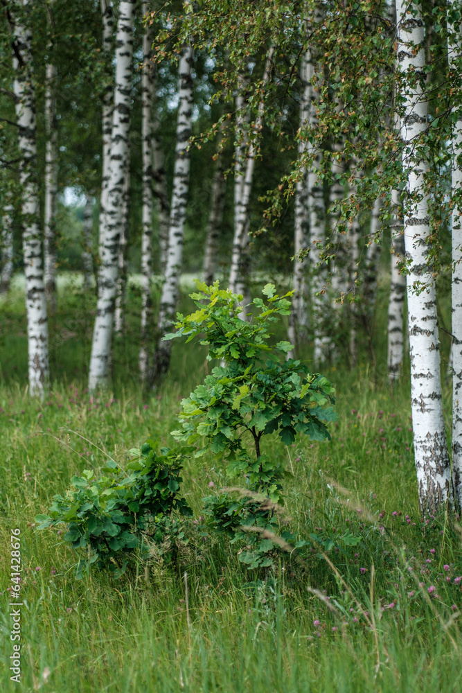tree trunks with bark in summer forest sunlight tree trunks with bark in summer forest sunlight