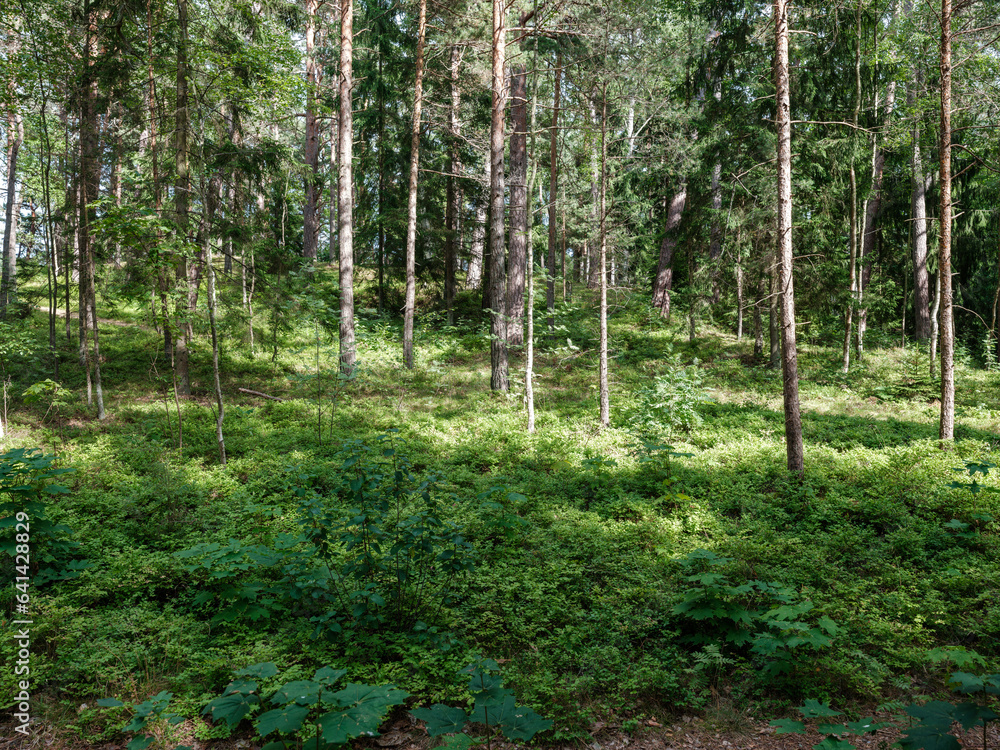 Obraz premium tree trunks with bark in summer forest sunlight