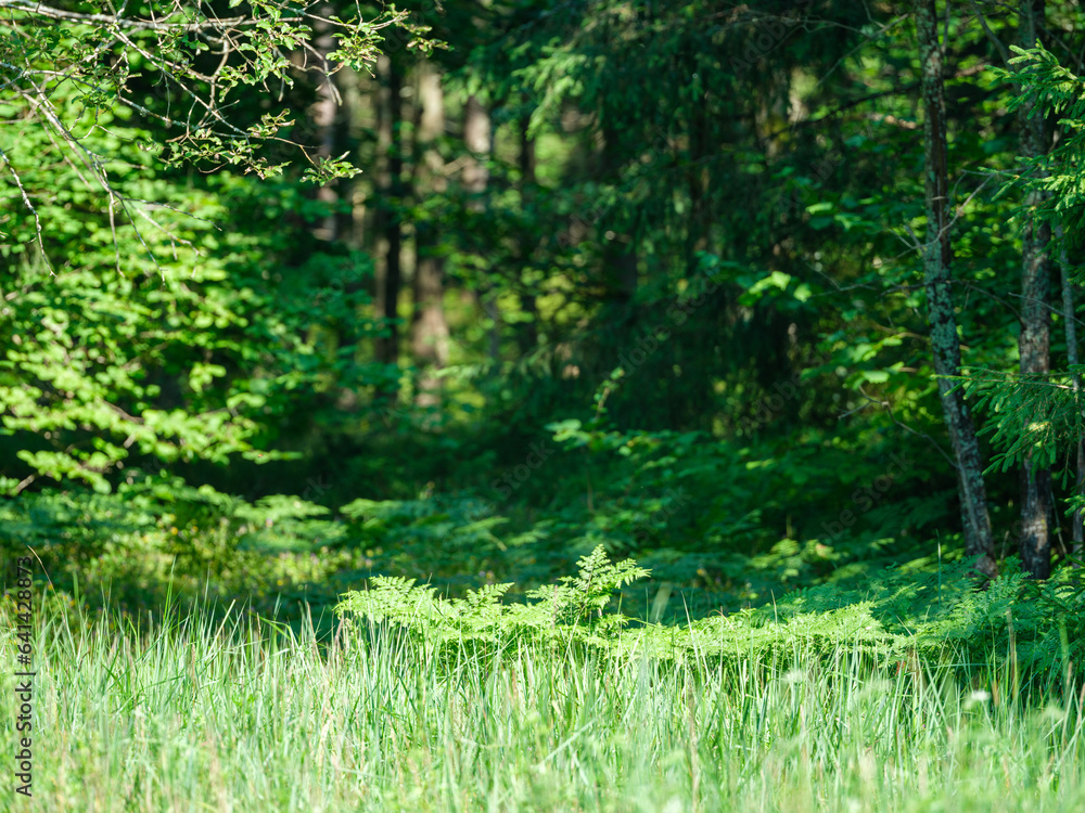 Fototapeta premium green summer foliage textured background