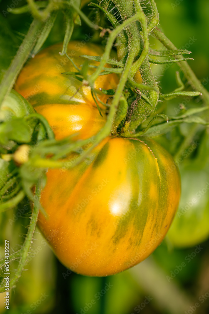 Delicious Yellow Tomato In Our Garden Delicious Yellow Tomato In Our Garden