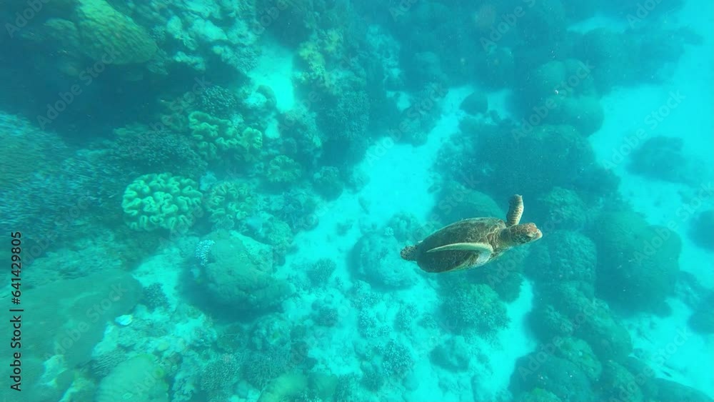 Schildkröte am Great Barrier Reef, Australien Schildkröte am Great Barrier Reef, Australien