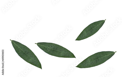 Sage herb Salvia officinalis leaves isolated on white background. Herb, spice, food background. Alternative medicinal plants, medical herb copy space. October mist 1495 color. Sage grenn color