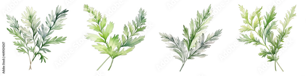 Artemisia Botanical View On A Clean White Background Soft Watercolour Transparent Background