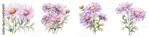 Aster Botanical View On A Clean White Background Soft Watercolour Transparent Background