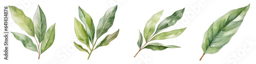 Bay leaf Botanical View On A Clean White Background Soft Watercolour Transparent Background