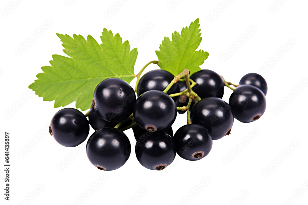 black currant isolated on white background black currant isolated on white background