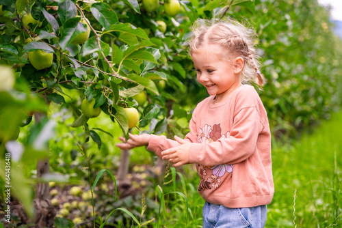 Little girl picking fruit in an apple plantation in South Tyrol, San Pietro town in Italy