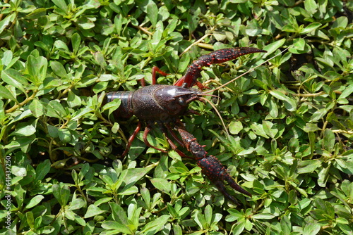 Bouaye - Ecrevisse de la R  serve naturelle du lac de Grand-Lieu