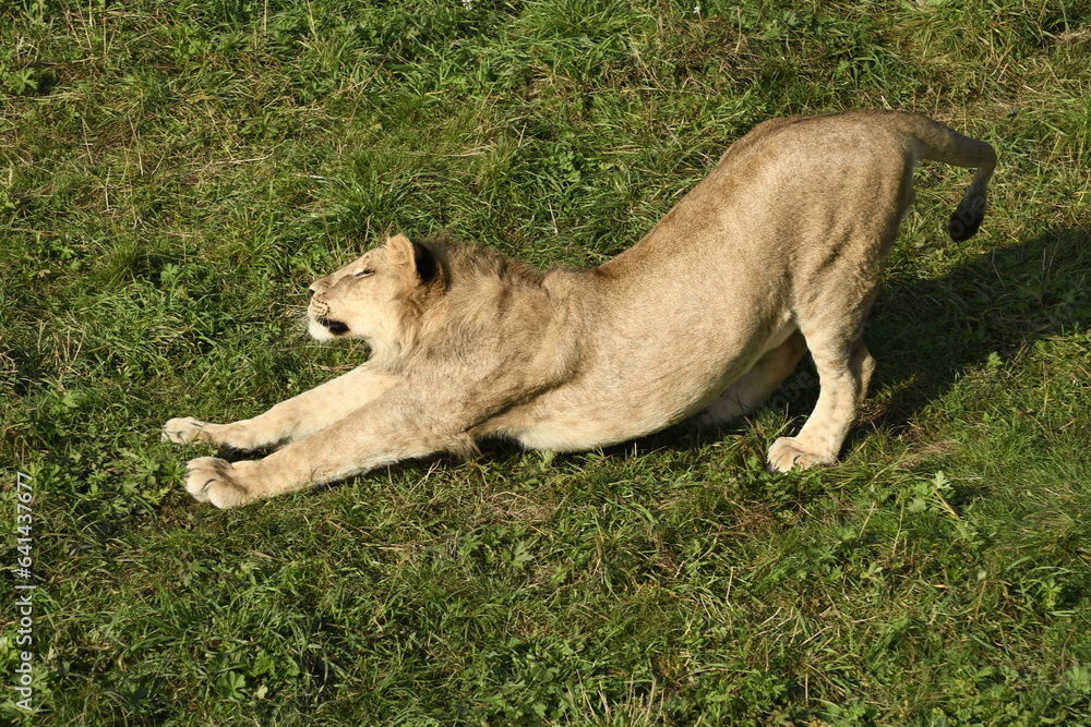 Animals - traditionally (since Aristotle) distinguished category of organisms, currently considered as a biological kingdom. Animals are the main object of study of zoology. Animals - traditionally (since Aristotle) distinguished category of organisms, currently considered as a biological kingdom. Animals are the main object of study of zoology.