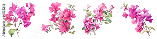 Bougainville Botanical View On A Clean White Background Soft Watercolour Transparent Background