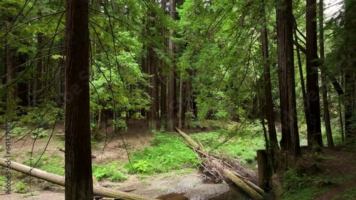 Aerial California thru coastal redwoods forest to creek 2. Northern ocean shoreline coastal ecosystem landscape. Sequoia are tallest trees on earth. Forest old growth temperate rainforests. photo