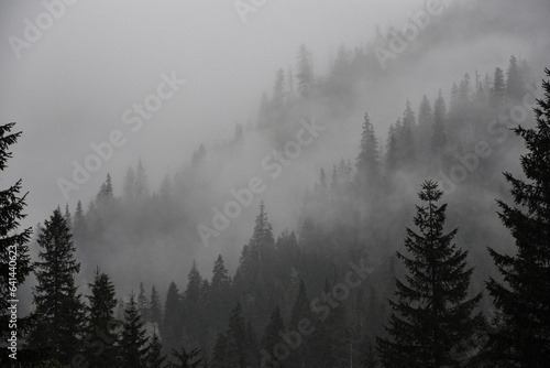 Las świerkowy we mgle, mglisty leśny krajobraz, wierzchołki drzew, mgła. Spruce forest in fog, foggy forest landscape, treetops, mist.