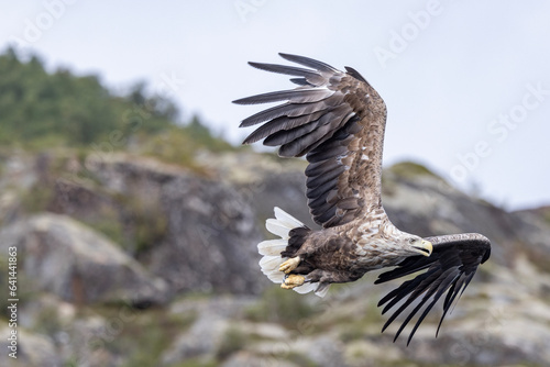 The sea eagle is Northern Europe's largest nesting bird of prey and the fourth largest of the world's eagles,Nordland county,Norway


