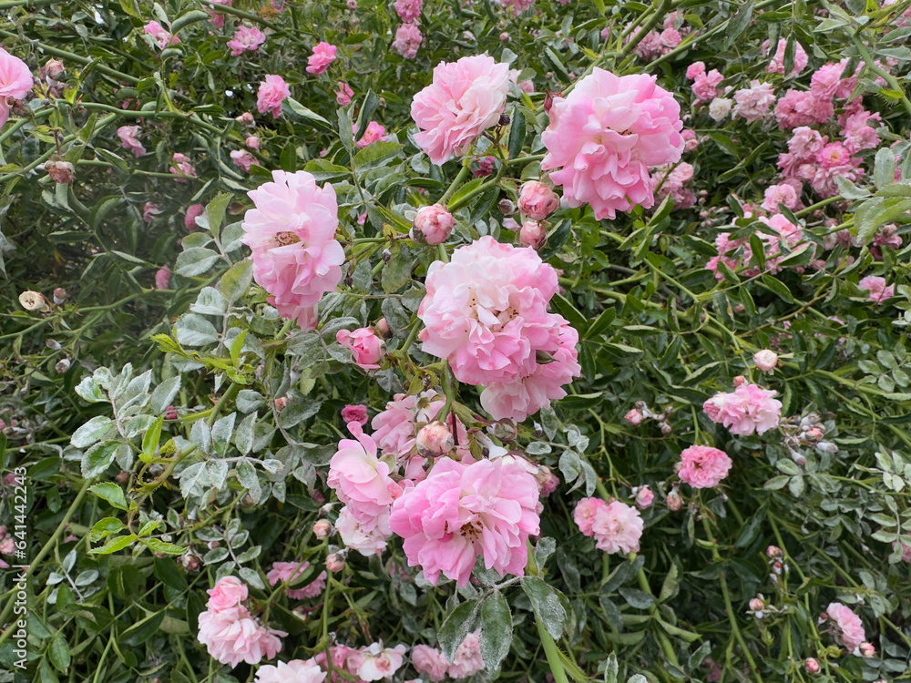 Pink Peonies on Bush in Southern Germany