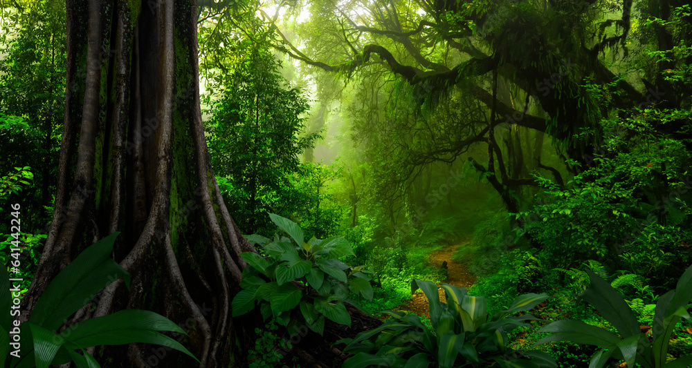 Tropical rainforest in Central America - obrazy, fototapety, plakaty 