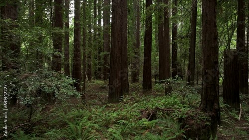 Aerial California fly thru coastal redwoods forest 2. Northern ocean shoreline coastal ecosystem landscape. Sequoia are tallest trees on earth. Forest old growth temperate rainforests. photo