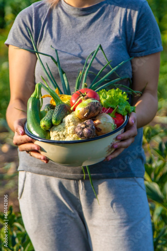 The farmer girl holds a bowl of freshly picked vegetables in her hands. Selective focus