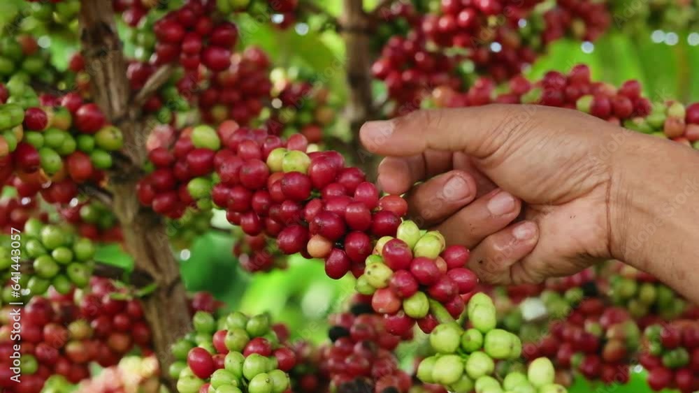 Hands harvest coffee beans ripe Red berries. Hands harvest coffee beans ripe Red berries.
