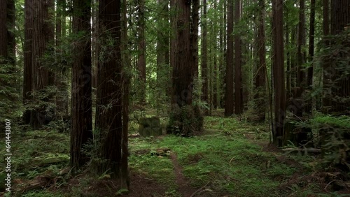 Aerial California fly thru coastal redwoods forest 1. Northern ocean shoreline coastal ecosystem landscape. Sequoia are tallest trees on earth. Forest old growth temperate rainforests.