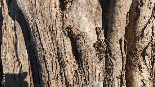 Old tree trunk of olives in the sun background tektstura