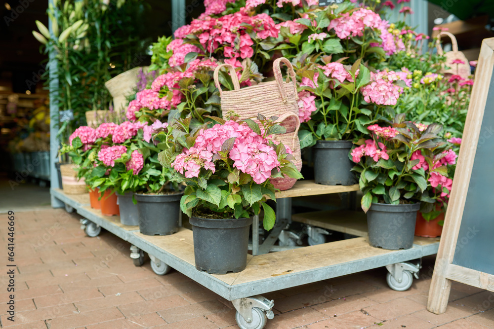 Close-up of shelf with pots of blooming pink hydrangeas in flower shop