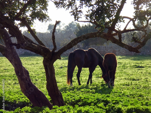 Horses in the countryside