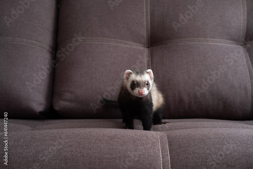 Ferret play on sofa home ferret care about ferrets photo