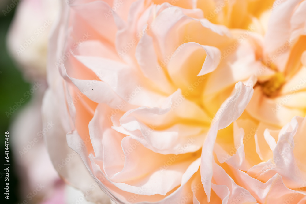 amazing soft pink yellow rose flower background. macro shot. sunny day amazing soft pink yellow rose flower background. macro shot. sunny day