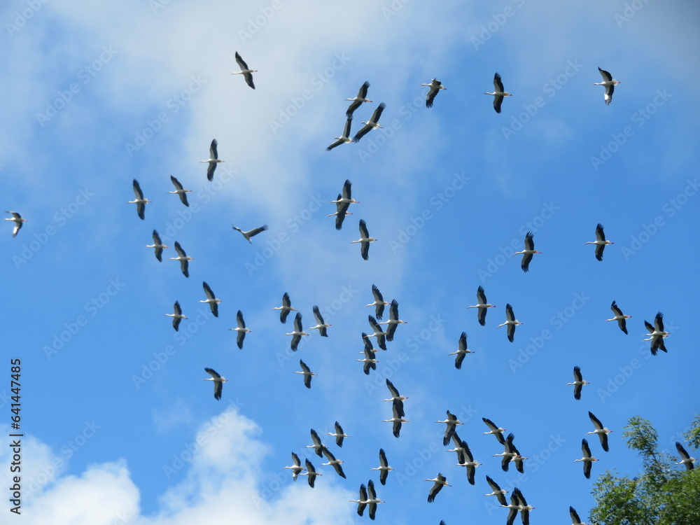 beautiful storks flying in group disoriented aimless group