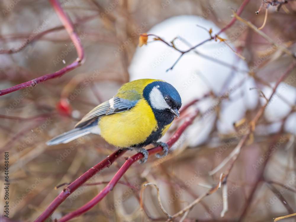 Cute bird Great tit, songbird sitting on a branch without leaves in the autumn or winter. Cute bird Great tit, songbird sitting on a branch without leaves in the autumn or winter.