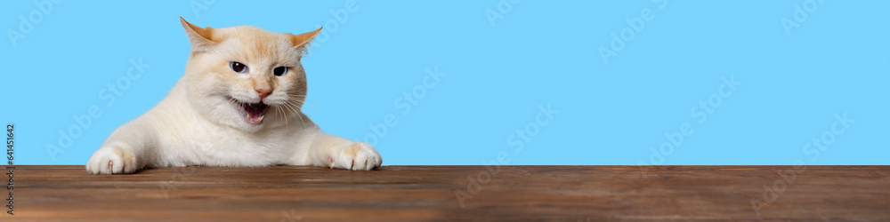 Banner cat holding the table and screaming, the cat demands something, blue background