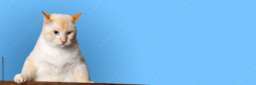 A serious cat put his paw on the table and looks from below, blue background, banner