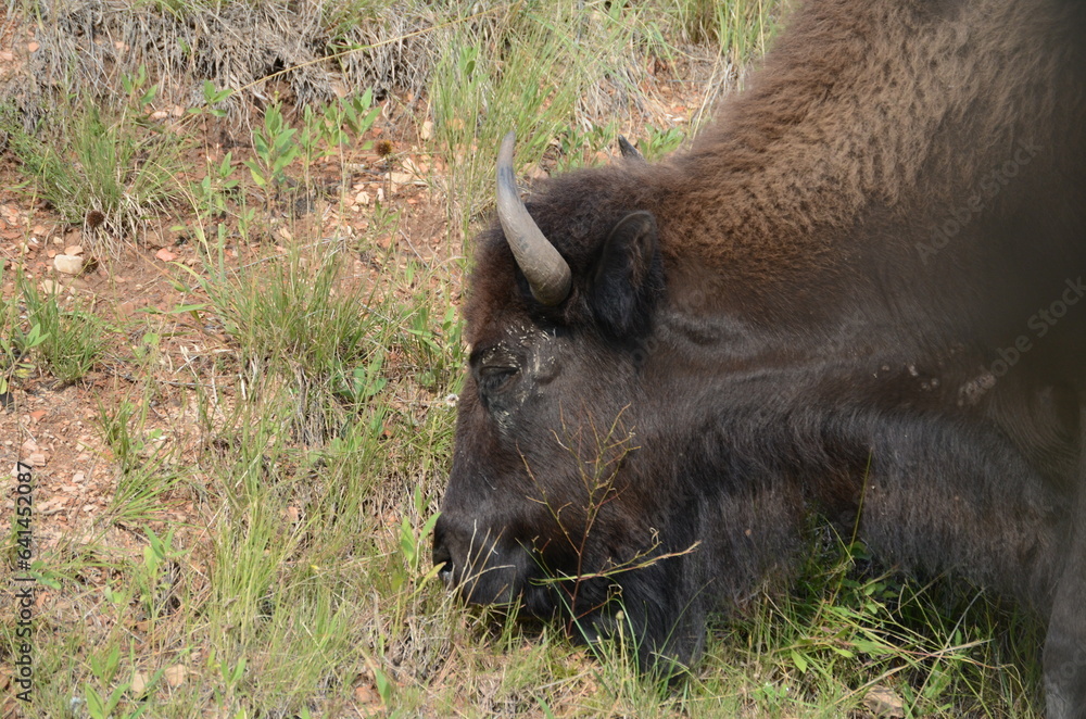 Fototapeta premium american bison