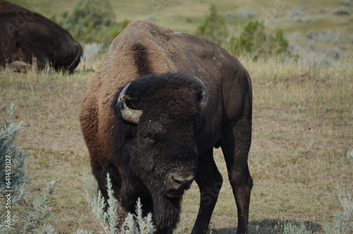 american bison © Samuel