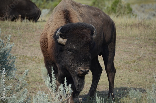 buffalo in the field © Samuel